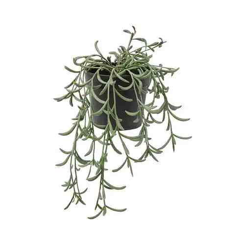 Искусственное растение в горшке, д/дома/улицы/Крестовник укореняющийся подвесной, 9 см FEJKA ФЕЙКА арт. 508409