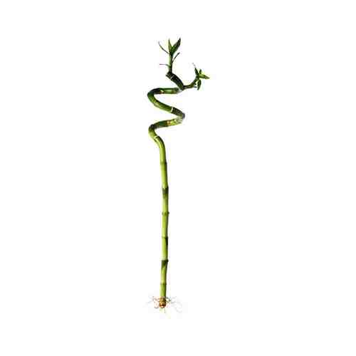 Растение, Драцена Сандера/спираль, 45 см DRACAENA ДРАЦЕНА арт. 80371916