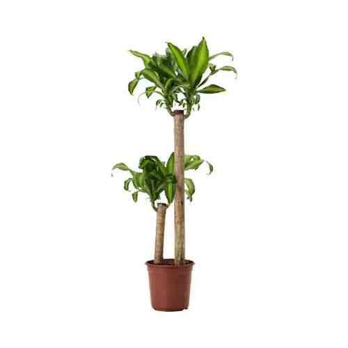 Растение в горшке, Драцена душистая/2 стебля, 24 см ДРАЦЕНА МАССЕНДЖЕАНА арт. 20422546