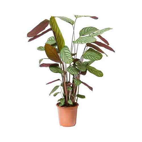 Растение в горшке, Калатея, 24 см CALATHEA КАЛАТЕЯ арт. 80485376