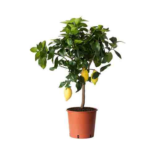 Растение в горшке, различные растения, 21 см CITRUS ЦИТРУС арт. 40515846