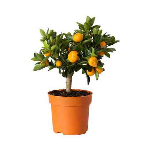 Растение в горшке, Каламондин, 15 см CITRUS ЦИТРУС арт. 60515845
